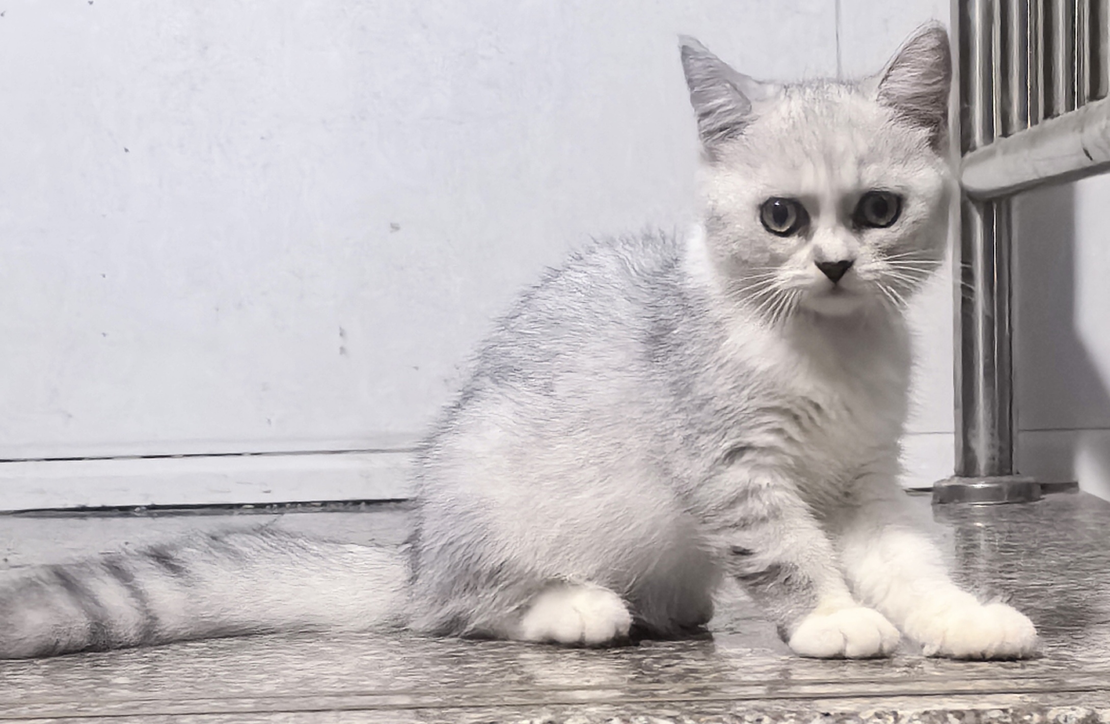 英国短毛猫